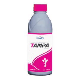 TAMPA