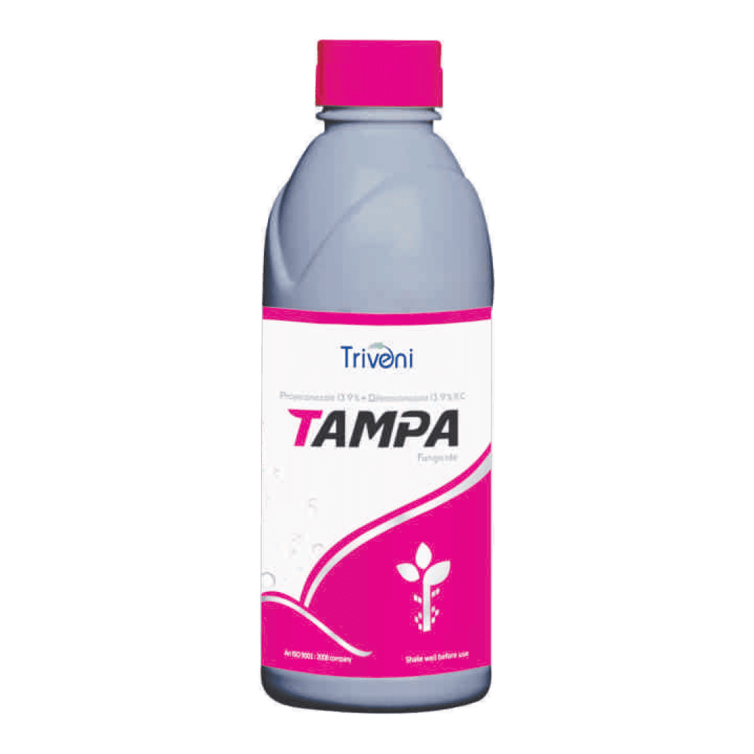 TAMPA