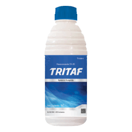 TRITTAF